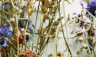 PSA: This Herb Is Your Secret Weapon for Itching and Inflammation - Antevorta Laboratories Limited