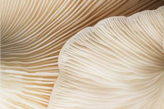 How to Support Your Vaginal Collagen (Yes, Really) - Antevorta Laboratories Limited